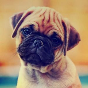 Meet your Posher, Trang